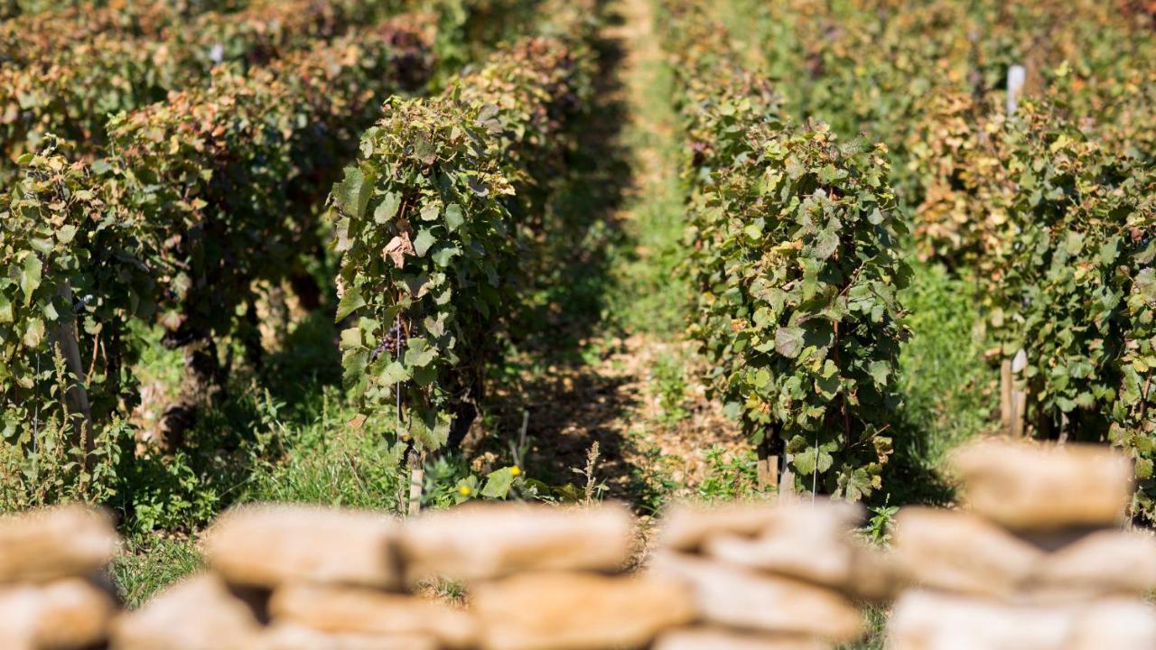Pensjonat Domaine Gille Comblanchien Zewnętrze zdjęcie
